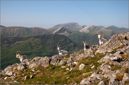 Mountain Goats with Ben Nevis in the background